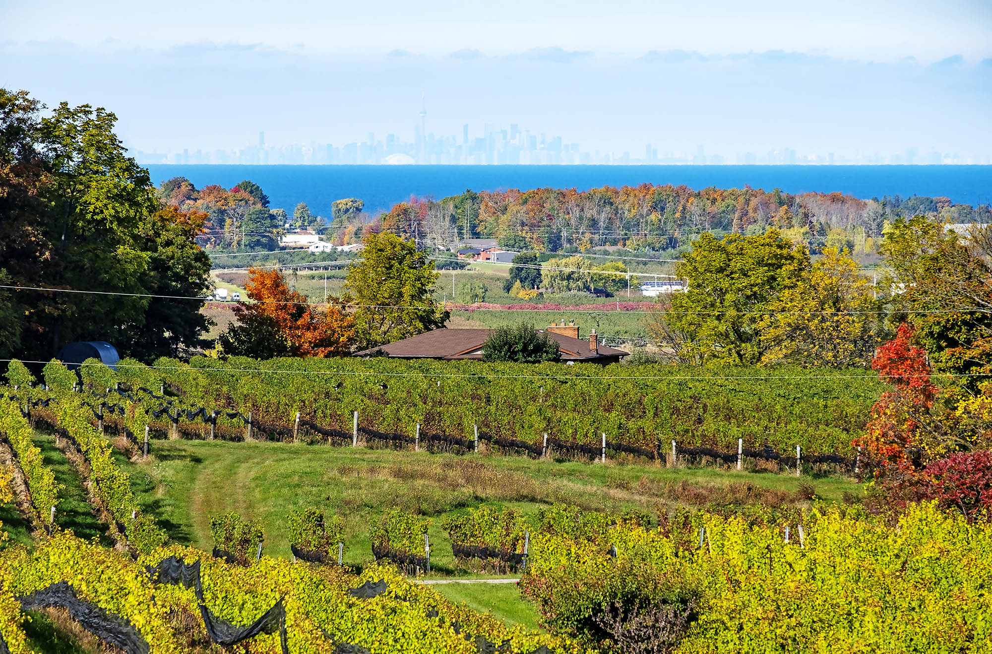 Niagara Region Vineyard Landscape and Distant Toronto Skyline